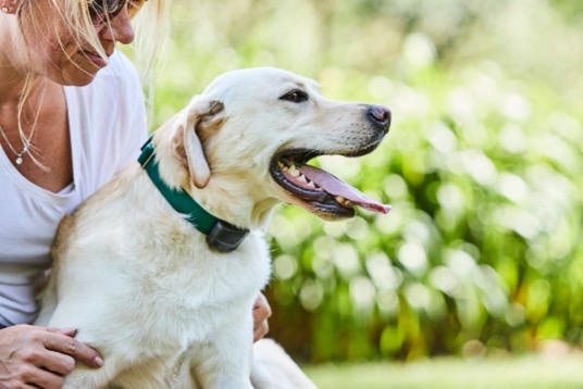 Outdoor Dog Fence