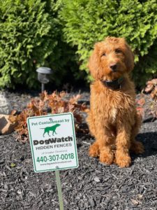 Goldendoodle sitting next to DogWatch sign